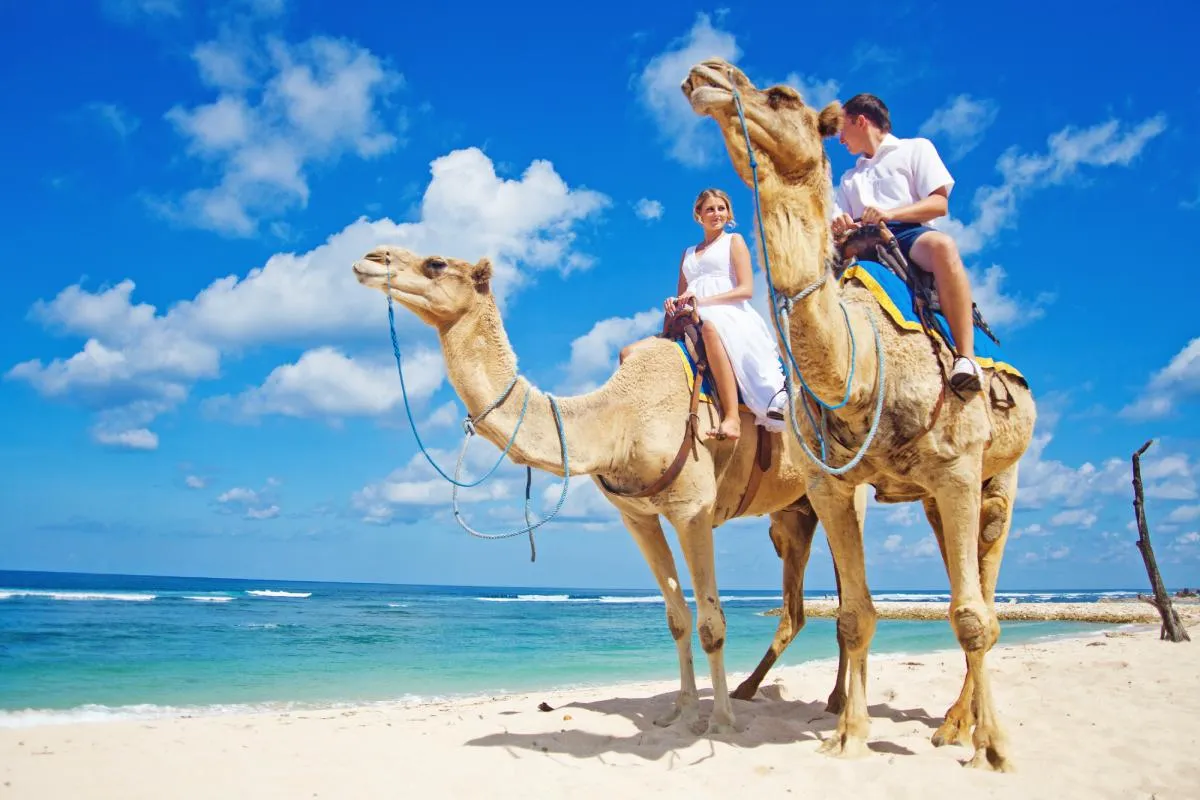 Camel Safari