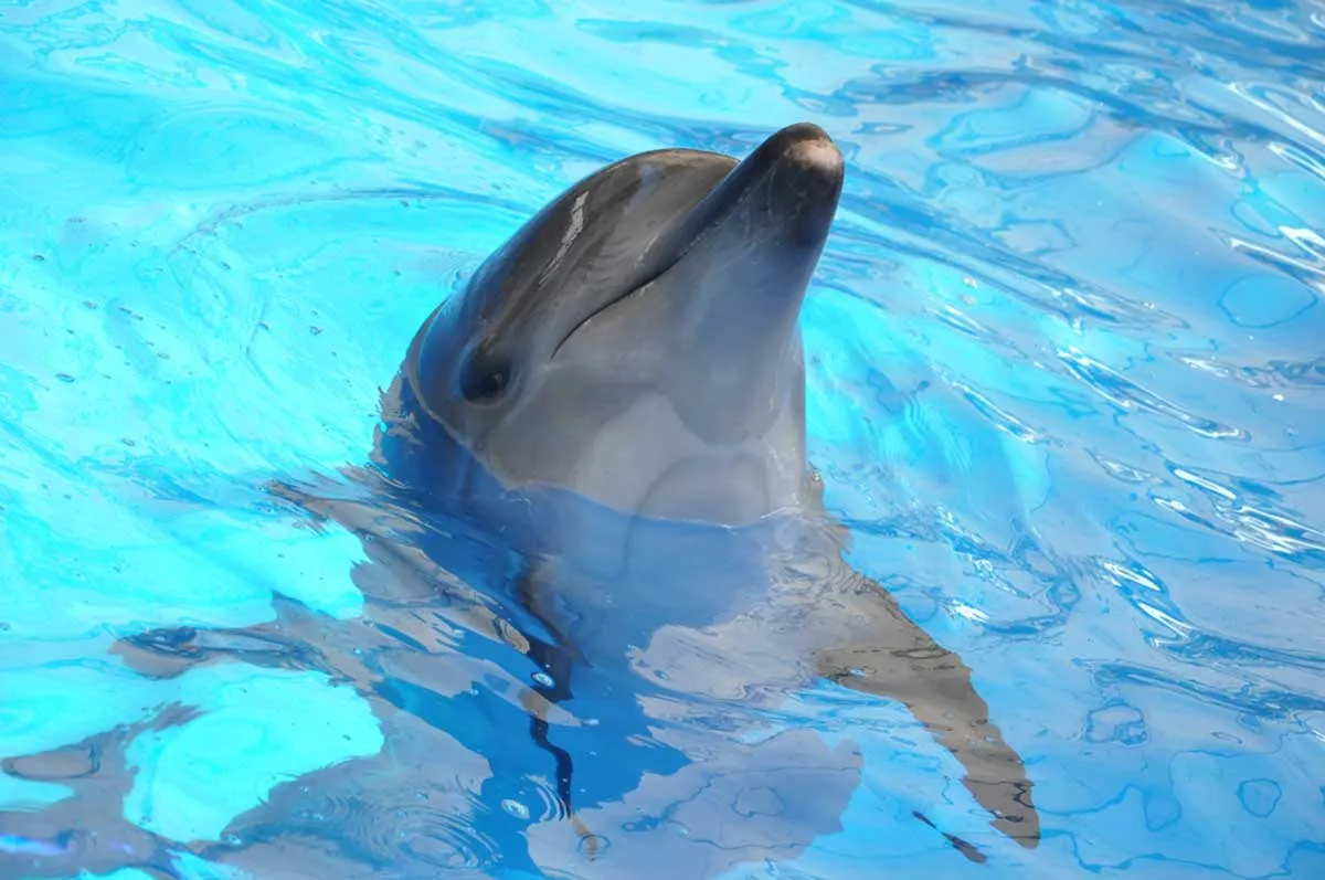 Swimming with dolphins in Los Cabos