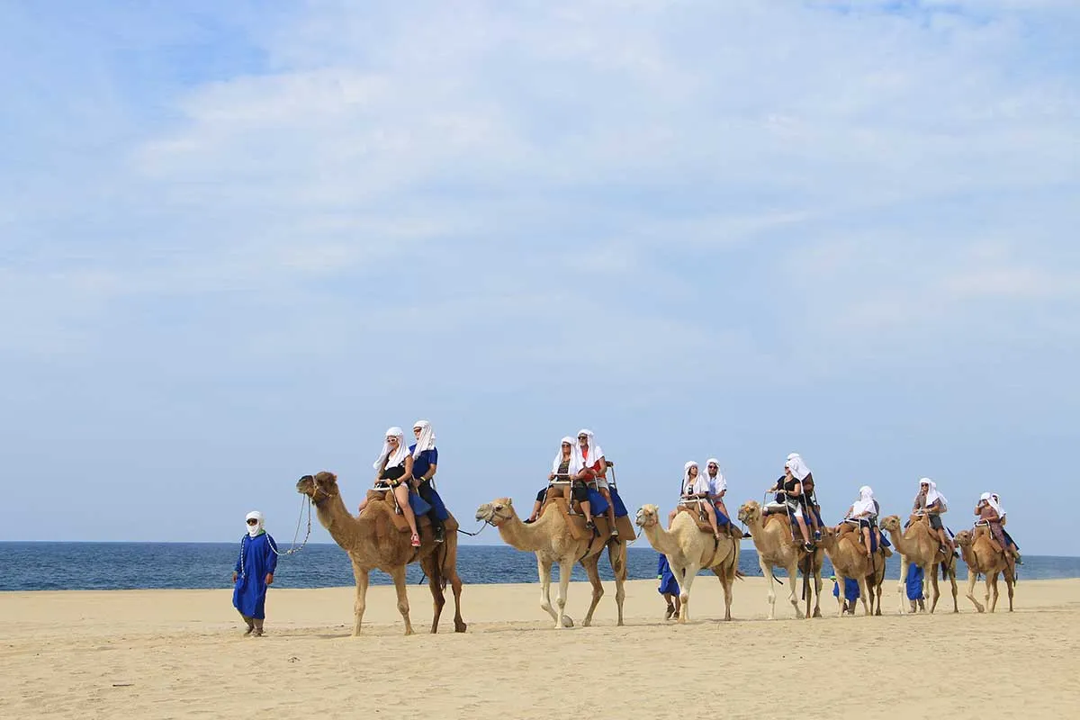 Camel Rides in Los Cabos