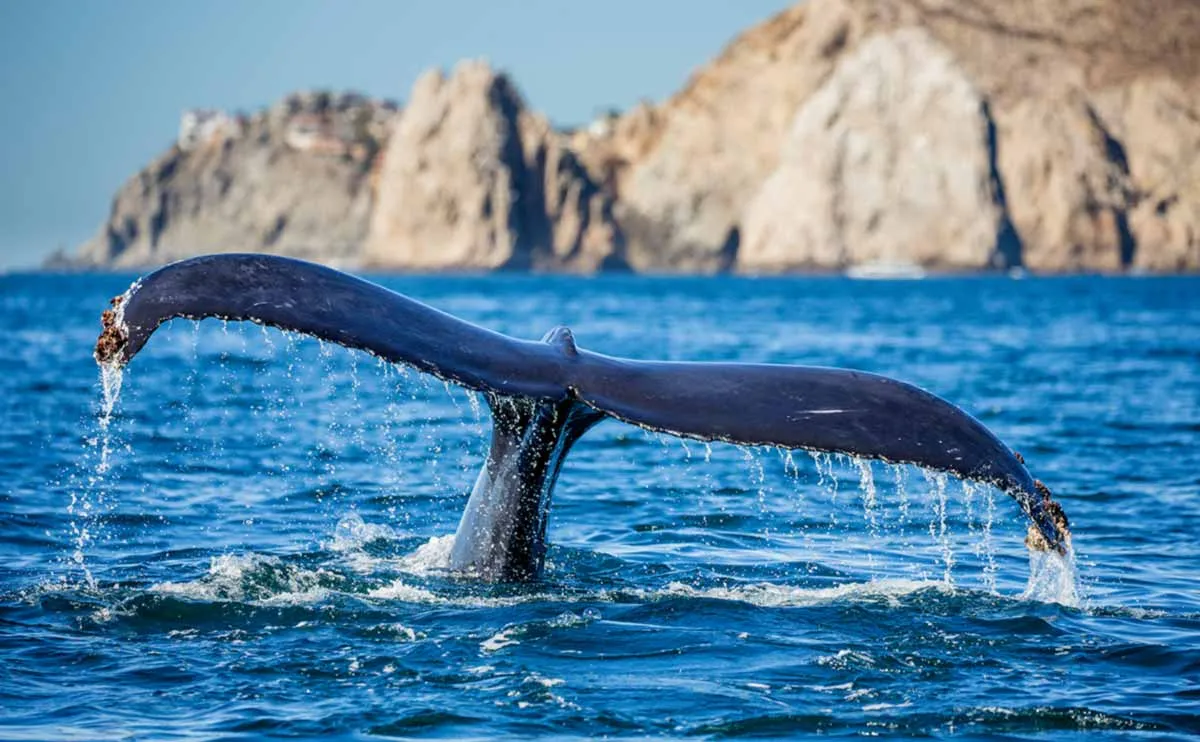 Whale Watching in Los Cabos