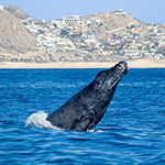 Luxury Whale Watching